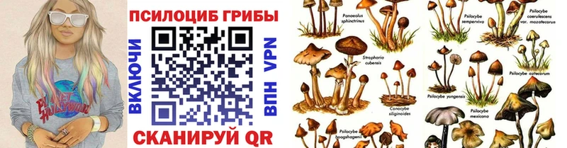 Купить где  Балаково  Галлюциногенные грибы Cubensis 